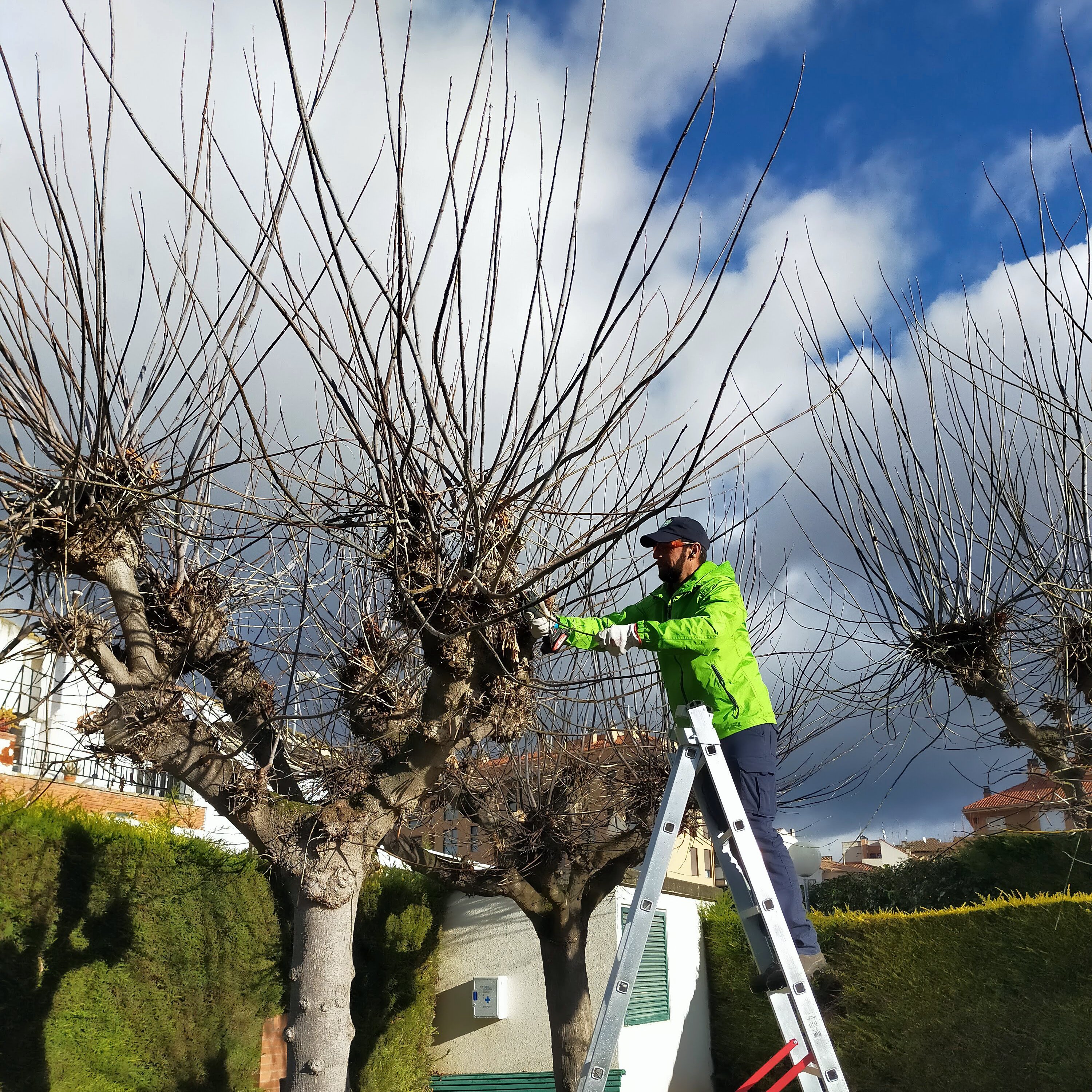 Paisajismo La Rioja: Poda de árbol. Operario podando un árbol.