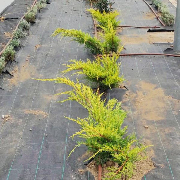 Paisajismo La Rioja: Selección de plantas aromáticas para jardín urbano. Plantas aromáticas en jardín urbano.